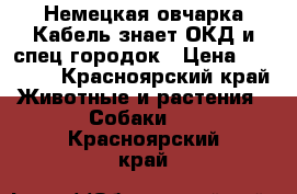 Немецкая овчарка.Кабель,знает ОКД и спец.городок › Цена ­ 10 000 - Красноярский край Животные и растения » Собаки   . Красноярский край